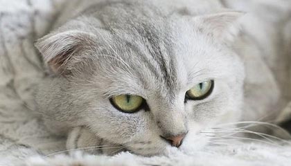 九游体育-亚军的含金量